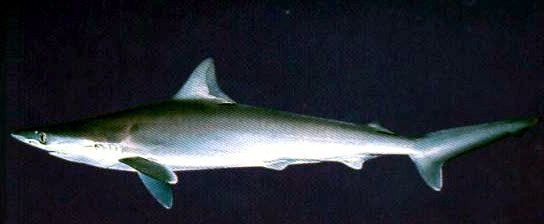 Rhizoprionodon acutus_05.jpg